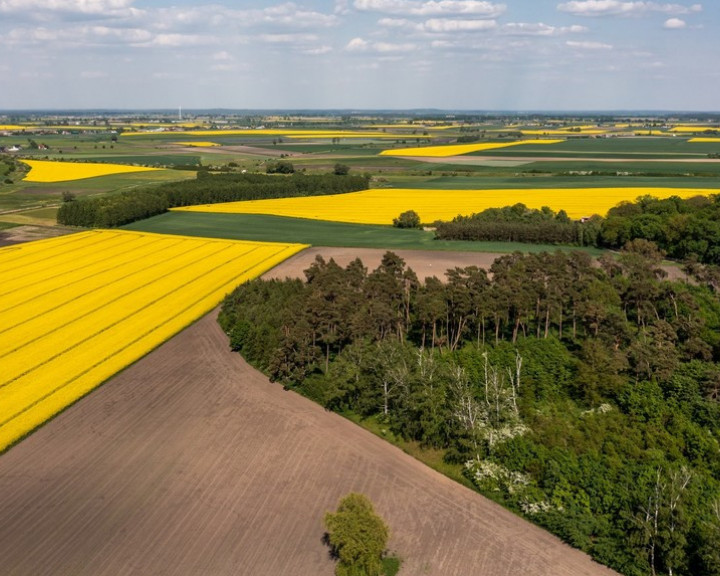 Działka Sprzedaż Żurawia